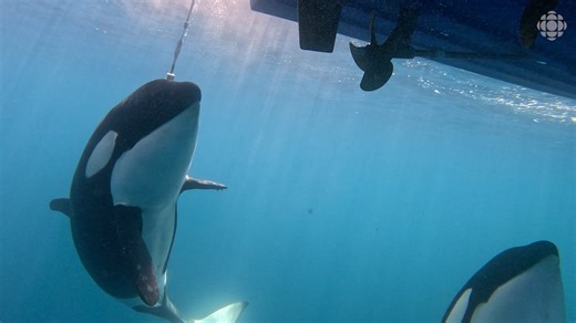 Killer whales bump boats to play with them, researchers say