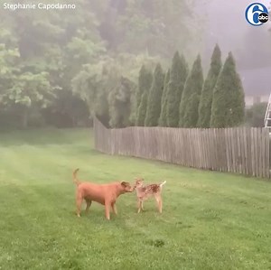 170K views · 3.6K reactions | BACKYARD BUDDIES: Viewer Stephanie shared this adorable video of her dog, Sally, playing with a new friend in the yard of their home in West Chester, PA. 歷  Send us your videos & stories using 6abc.com/Share! | 6abc Action News | Facebook