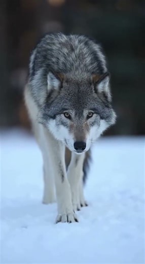 A Perfectly Handsome Wolf Howling at the Moon #wildlife #nature #wolves