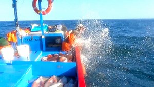 138K views · 887 reactions | Jamás cometas el error de capturar los calamares de esta forma o enfrentaras las conseciencias. #pesca de calamares. #reelsvideoシ | Pescador Samata | Facebook