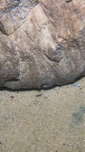 Catch Challenge - Record Breaker！PX0708 #diving #fishing #lobster