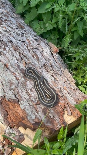 Basking garter snake!!!! #snakes #reptiles #gartersnake #nature #animals #hiking