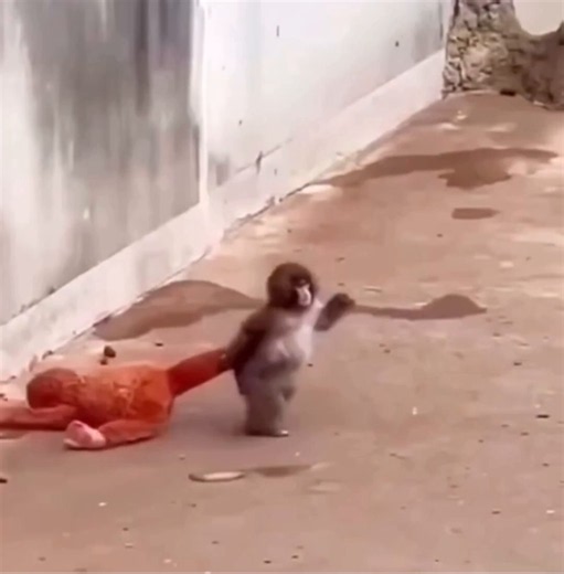 Tiny fluffy Punch marching through the big monkeys while tightly holding his mom's hand like her tiny bodyguard. 😂🐵Punch: "Stay close, Mom. I'll protect you!" 😤💪Meanwhile, all the big monkeys are just sitting there, confused... 🤨Big monkeys: "Wait... isn't she supposed to be protecting him?" 🤣Wherever Mom goes, her little fluffy security guard follows. ❤️🐾#punchi#punchmonkey
