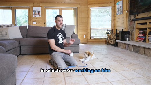 29K views · 516 reactions | How to feed a dog is one of the most...