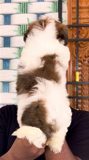 Shih Tzu male puppy in Chennai #pets #petshub #puppy #petcenter #petpets #petmall