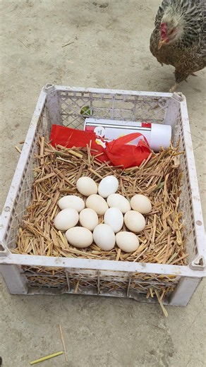 🥚 Backyard Egg Hatching Magic #shorts