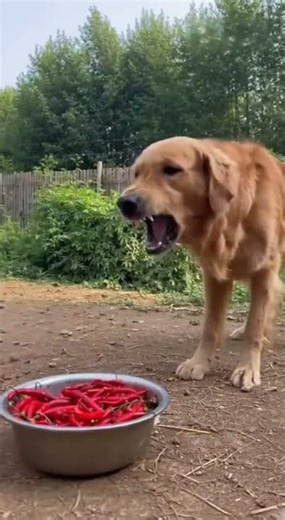 ✨ Rajitha AI Studio – Where Creativity Meets Technology ✨🌟 Why Subscribe?