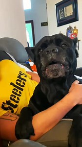 145K views · 3.5K reactions | Reason why trainingobedience is necessary with large breed dogs #canecorso #canecorsopuppy #canecorsolove #canecorsofans #dogs #puppies | Cane Corso USA. | Facebook