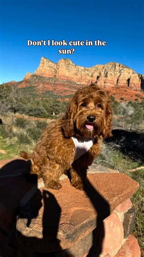 Carly the Cockapoo on Instagram: "Getting my steps in that’s for sure!🐾🧡 #Sedona #cockapoo"