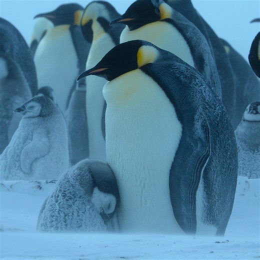 32K views · 866 reactions | 20,000 emperor penguins. One vast platform of ice. What's it like for a penguin chick to grow up in Antarctica? Watch the full video on the National Geographic YouTube channel: https://on.natgeo.com/3GpKPOr #ourHOME #SecretsOfThePenguins is now streaming on Disney+ and Hulu. Stream the #ourHOME collection all month long. | National Geographic TV | Facebook