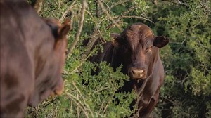 43 reactions | The Alphaeton Bonsmara 16th Annual Production Sale will take place on Friday, 3 September 2021, from 12h00 on the farm Alphaeton, Fort Beaufort. The following will be on offer: - 30 Bulls - 100 Females - Boergoat Rams - Savanna Rams - Boergoat ewes - Fetting’s Famous fowls For more information, visit: https://bit.ly/3kopQgm | BKB | Facebook