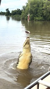 Look at those moves! 🤣 💃 | Furry Tails