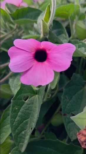 Thunbergia alata 'Arizona Rose Sensation #vines #plants #rareplants #botany #flowers #flora #garden