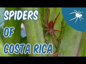 TRUE SPIDERS of COSTA RICA ft. the HORSE-KILLING SPIDER!!!