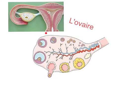 Oogenesis (Saint-Joseph Private French High School in Istanbul)