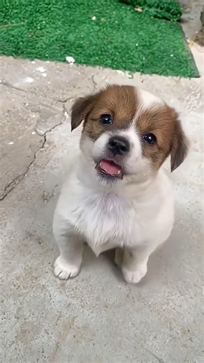 New Cool Tool!🥰 New Viral Gadgets, Smart Kichen Appliances, Tolls, Utensils, HomeCleaning #shorts