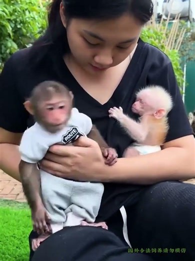 Mom's Touch: A Heartwarming Lullaby for Baby Monkey