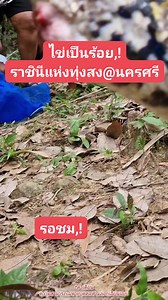 584K views · 6.1K reactions | #python #snake #nature #super #งูเหลือมยักษ์ | Panya Tulyasuk | Facebook