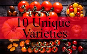 Collection de graines de tomates – 10 variétés premium | Tomates géantes, cerises et anciennes - Etsy France
