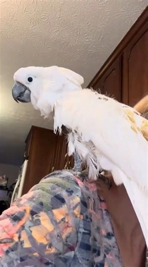 Sarah Mimics Misha’s Chirps—So Brave! 🦜 #shorts #shortsvideo