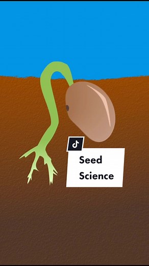Essential Elements for Seed Germination Explained
