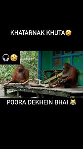 1M views · 28K reactions | Udhar vaalon ke liye animal's funny moments #animals #animal #animallovers #pet #petlovers #petcare #orangutans #monkey #dog #cat #funny #cute #crazy #voiceover #artist #viral #trending #instalike #instagood #instamood #instagram #reelkarofeelkaro #reelitfeelit #reelsindia # | Animal voice | Facebook