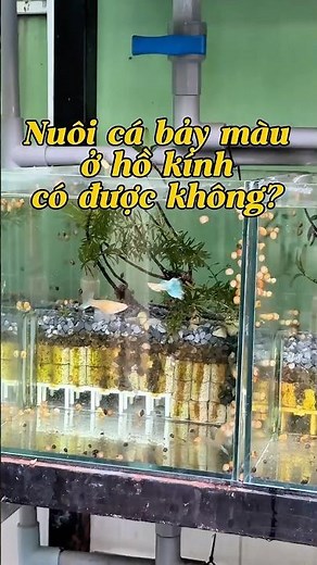 Nuôi cá bảy màu ở hồ kính muốn sinh sản nhanh - khoẻ cần phải biết mẹo này #guppy #ca7mau #cabaymau