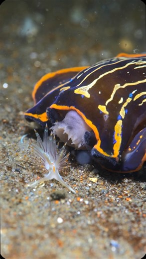 Alexandre Bouzigues on Instagram: "Navanax (Navanax inermis) eating an Opalescent nudibranch (Hermissenda crassicornis)🍽️ August 24th, 2024 9:58 AM Navanax are predatory sea slugs known for eating nudibranchs. They hunt by following mucus trails left by their prey and rapidly glide to catch up. Once close, they use a large, eversible proboscis to engulf their prey whole. Navanax also display cannibalistic behavior, sometimes consuming members of their own species. They play a crucial rol