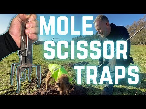 SCISSOR TRAP for MOLES? Why? When? Where?