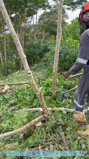 Rapid Clearing: Mechanized Branch Removal with High-Speed Saw