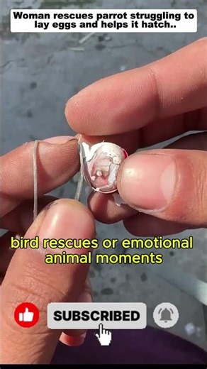Parrot Rescue: Woman Helps Bird Lay Eggs & Hatch Safely 🐦💚 #Shorts#ParrotRescue