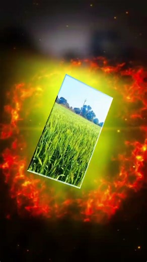 रॉयल शेतकरी 🌾🌾