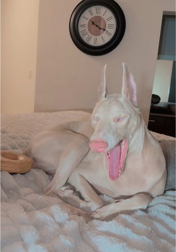 Understanding the Beauty of Albino Dobermans