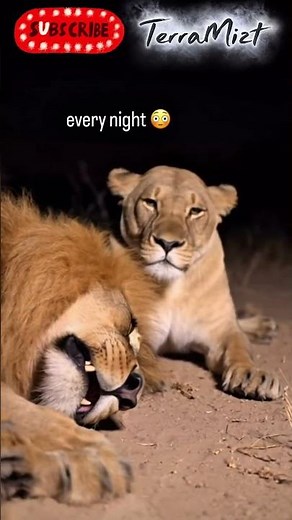 Lion Snoring Gone Wrong 😳 | The Lioness Had Enough! 🦁#shorts