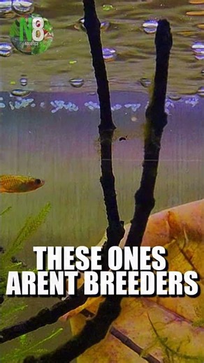 Tired Of Neon Tetras Dying? Try Neon Blue Eyes instead!