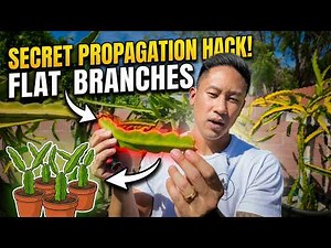 Flat Branches Are Your Secret To More Dragon Fruit Plants!