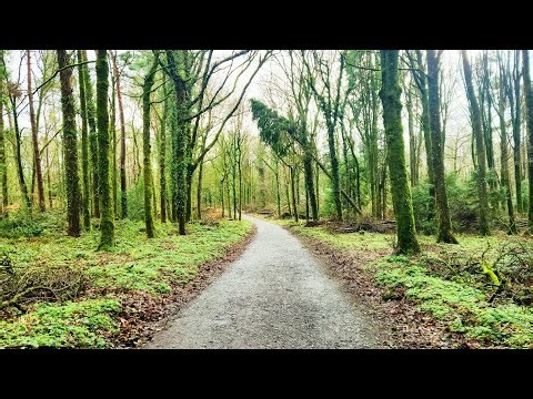 Slow Recovery Walk | 10 Minute Gentle Reset