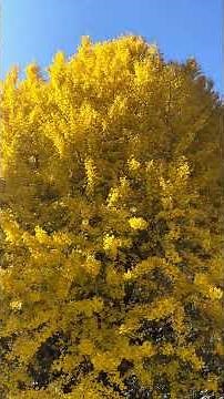 【巨木】 三重県 亀山市 宗英寺のイチョウの紅葉