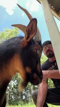 Frank has got some new rules. #goat #feralfrank #farming #crownfoxhabitat #funny