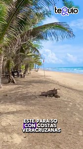 🌊 Tuxpan: La playa más cercana a CDMX 🏖️ A pocas horas de la capital, Tuxpan te espera con aguas cálidas, deliciosos mariscos y atardeceres de ensueño. 🌅 Relájate en su malecón, disfruta de su historia y vive una escapada inolvidable. ¡El paraíso está más cerca de lo que crees! #TuxpanVeracruz #PlayaCercana #EscapadaPerfecta #VeracruzTurístico #ViajaPorMéxico #AventuraYRelajo #turismo #turismoveracruz #disfrutaveracruz #cdmx #playascdmx | TeGuío Veracruz
