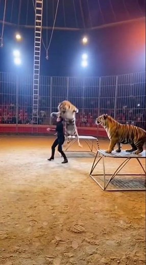 Tiger Show Turns Into CHAOS Inside the Circus! 😱