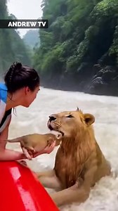 Lion saving his cub 😢 | Andrew Lincoln TV