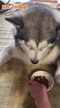 【緊急事態です🙇】愛犬の偏食に心折れそう😰 #ハスキー #アラスカンマラミュート #shorts #大型犬 #犬のいる暮らし #alaskanmalamute #かわいい #犬 #癒し
