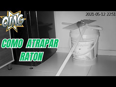 COMO ATRAPAR UN RATON
