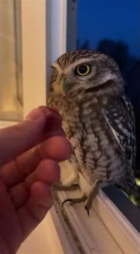 This Tiny Owl at My Window Was Too Cute to Ignore 🦉✨ #shorts