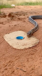 426K views · 843 reactions | New snake snake trap using PVC and paper cardboard Roll in to the hole #shrots #snaketrap | Mobarak Snake Saver | Facebook