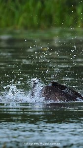 Just like this osprey ( aka the real seahawk) snatching its prize catch, the Seahawks soared to greatness today, bringing home Super Bowl LX with total dominance! Huge congrats to the @seahawks team for pulling off this for a second time 💙💚🏆 #GoHawks #earthcapture #best_birds_of_ig #birds_adored #birds_captures | Mukul Soman