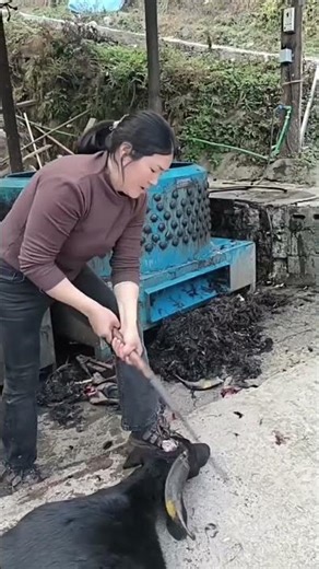 Cleaning a Ram's Horn! #Satisfying #Craft