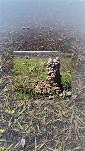 Ever wonder how those crawfish chimneys/holes get there? 🦞 When the ground gets wet, crawfish push mud up from their burrows and build these lil towers so their holes don’t flood. Out here in Louisiana, you’ll see them all over the fields and ditches. Nature’s lil engineers. #Louisiana #Crawfish #CajunCountry #DidYouKnow #LouisianaLife