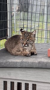 44K views · 3.5K reactions | Bath time for Lakota Bobcat - Who else LOVES watching a wildcat contentedly bathing? | Turpentine Creek Wildlife Refuge | Facebook